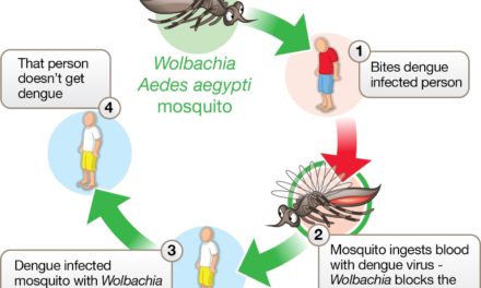 Dengue நோயை தடுக்க  ‘Wolbachia’ பாக்டீரியா இலங்கையில் அறிமுகம்