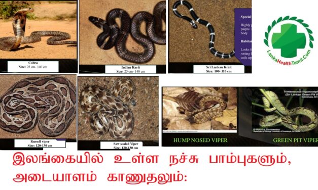 இலங்கையில் உள்ள நச்சு பாம்புகளும் அடையாளம் காணுதலும் Poisonous Snakes identification